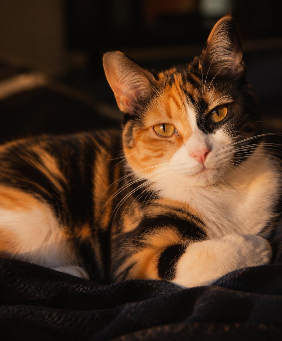 Gato Cloe
